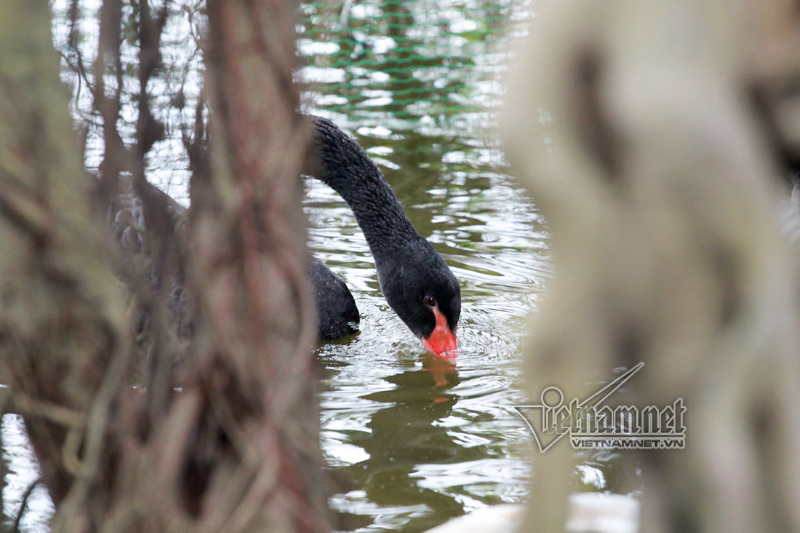 Hình ảnh Hà Nội thả 12 con thiên nga châu Âu ở hồ Gươm