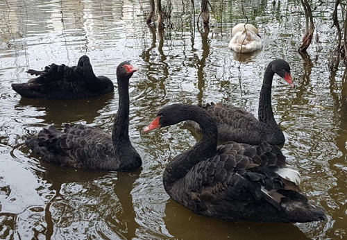 Hà Nội thử nghiệm thả thiên nga ở Hồ Gươm