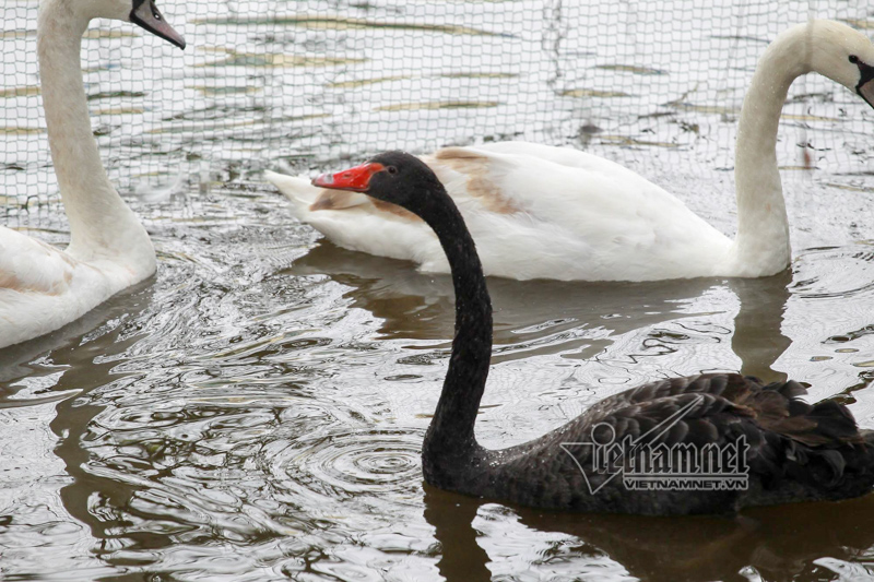 GS Lân Dũng lo thiên nga ở hồ Gươm bị bắt trộm