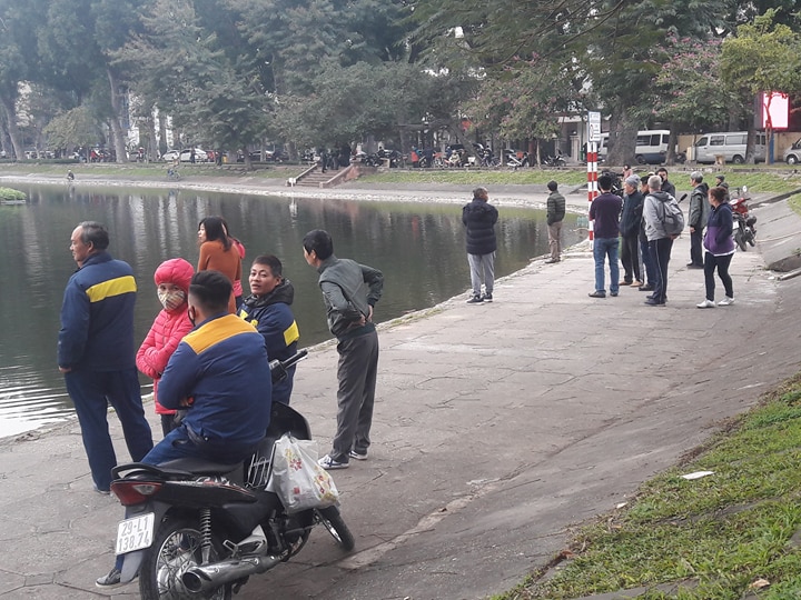 Cắt cử 10 công nhân mỗi ngày làm bảo mẫu trông đàn thiên nga 24/24