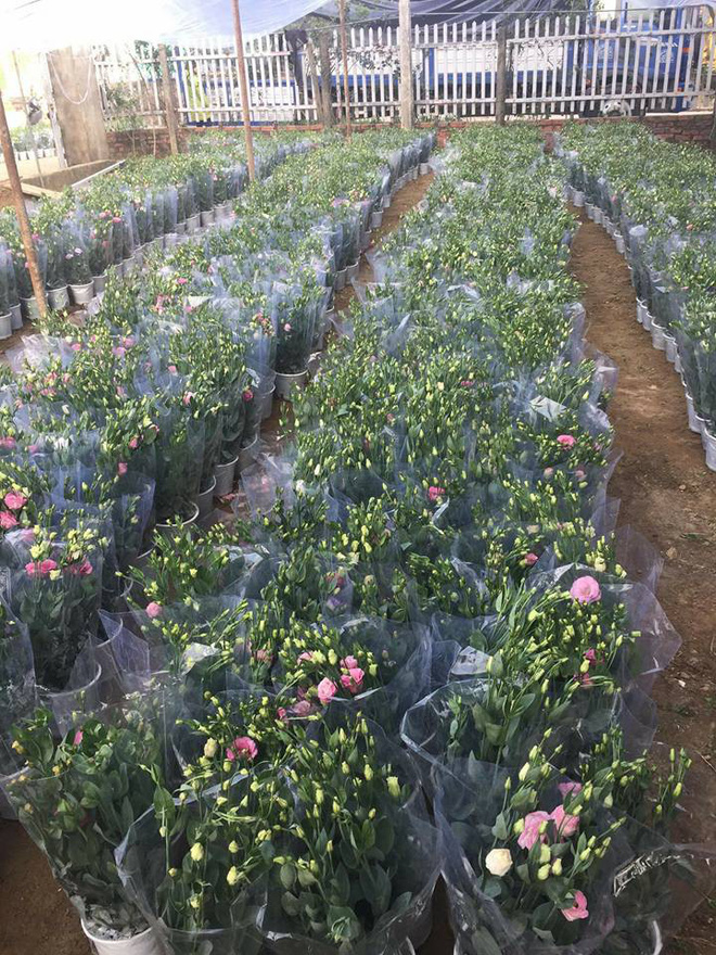 Cận Tết, dân công sở nhộn nhịp đi buôn đặc sản, mấy ngày cuối năm hốt bạc bằng cả tháng lương