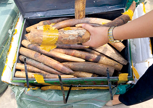 Phát hiện ngà voi vận chuyển qua đường hàng không