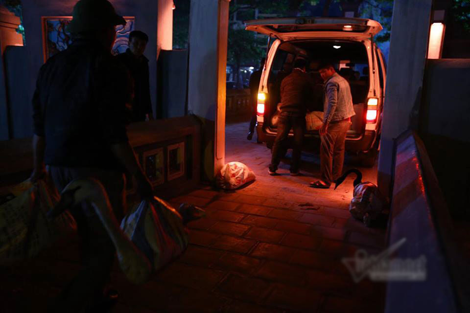 12 con thiên nga ở hồ Gươm bị bắt lại trong đêm