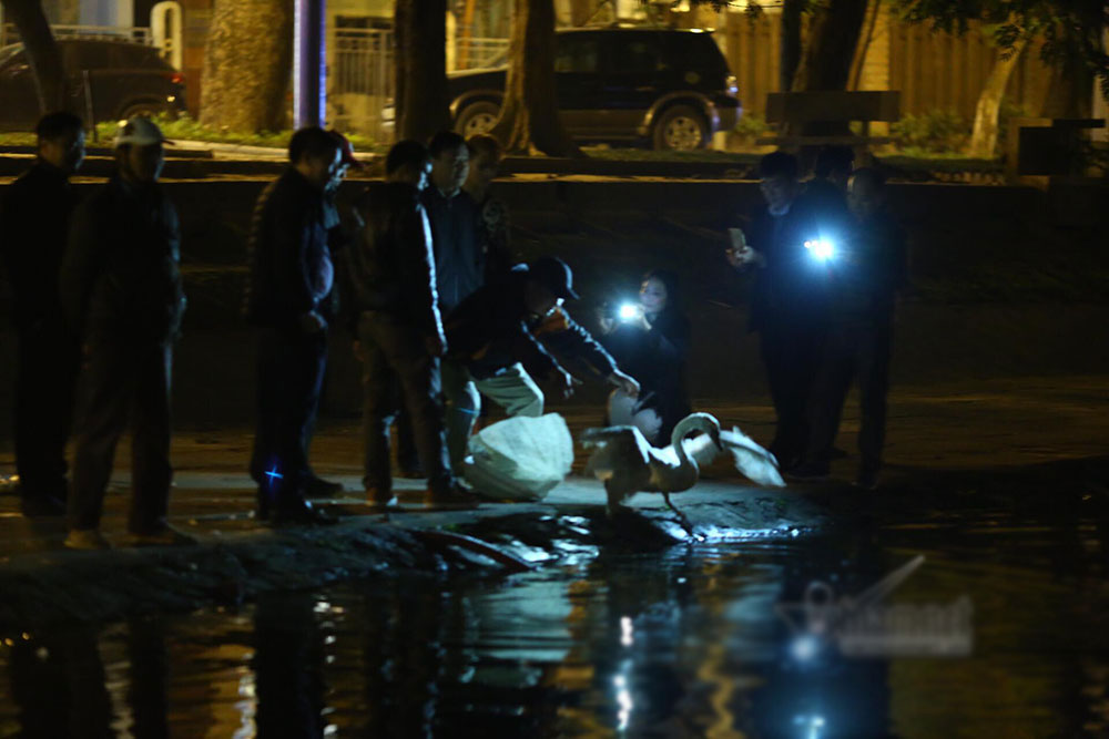 12 con thiên nga ở hồ Gươm bị bắt lại trong đêm