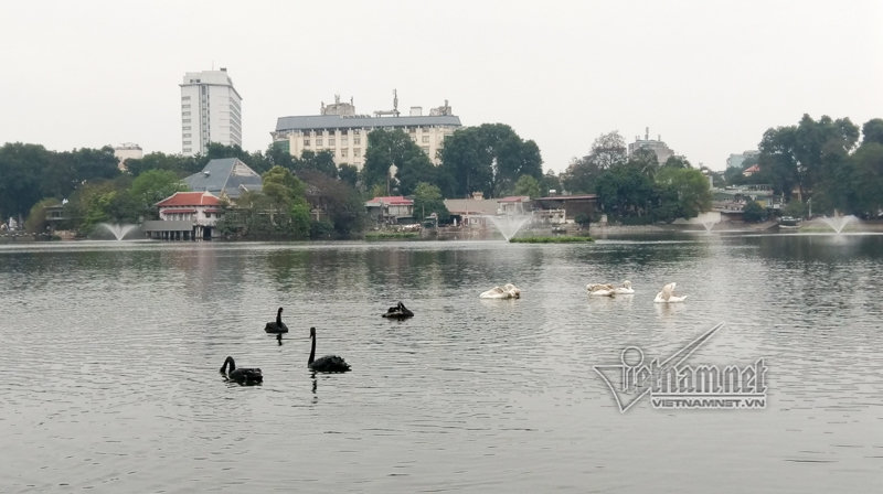 Canh giữ 24/24h, mất thiên nga là mất Tết Canh giữ 24/24h, mất thiên nga là mất Tết