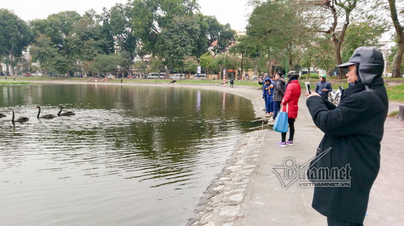 Canh giữ 24/24h, mất thiên nga là mất Tết