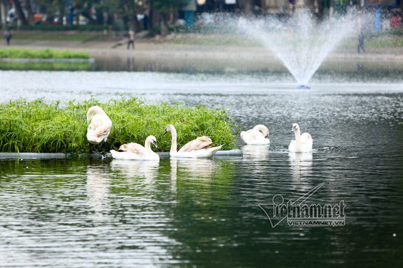 Canh giữ 24/24h, mất thiên nga là mất Tết