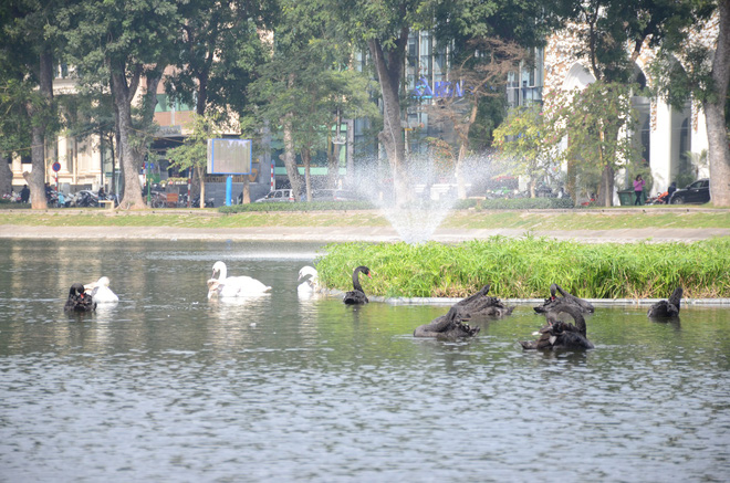 Rời Hồ Gươm trong đêm, đàn thiên nga bất ngờ tung tăng bơi lội ở hồ Thiền Quang