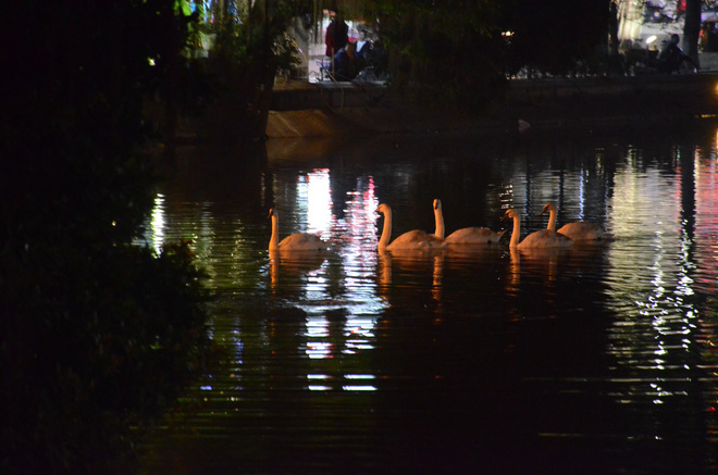 Rời Hồ Gươm trong đêm, đàn thiên nga bất ngờ tung tăng bơi lội ở hồ Thiền Quang