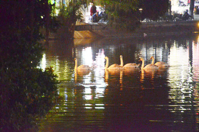 Việc thả thiên nga ở Hồ Gươm: Người thích thú đồng tình, người lại cho rằng chưa hợp lý