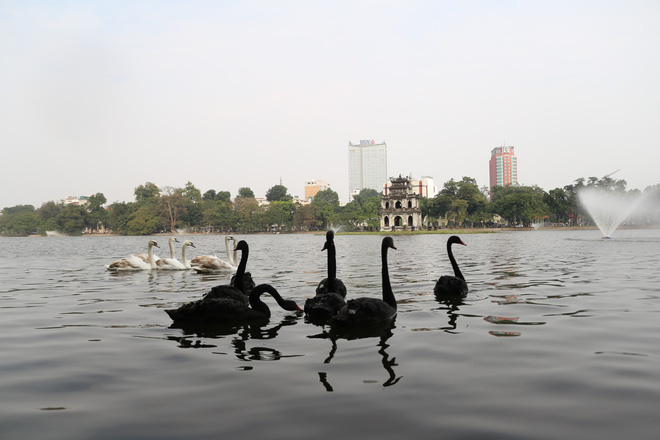 GS Lân Dũng: Tôi rất tiếc khi chuyển thiên nga khỏi Hồ Gươm nhưng chúng ta nên chờ