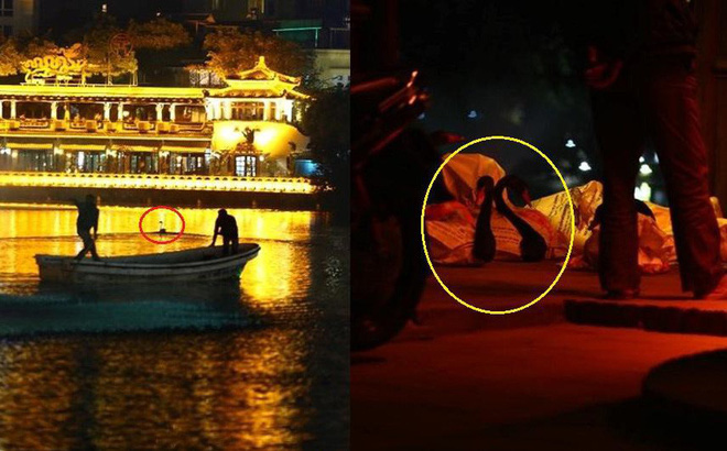 GS Lân Dũng: Tôi rất tiếc khi chuyển thiên nga khỏi Hồ Gươm nhưng chúng ta nên chờ