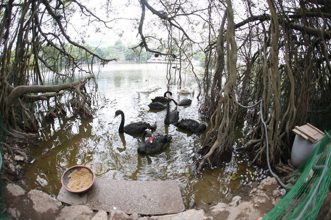 Việc thả thiên nga ở Hồ Gươm: Người thích thú đồng tình, người lại cho rằng chưa hợp lý