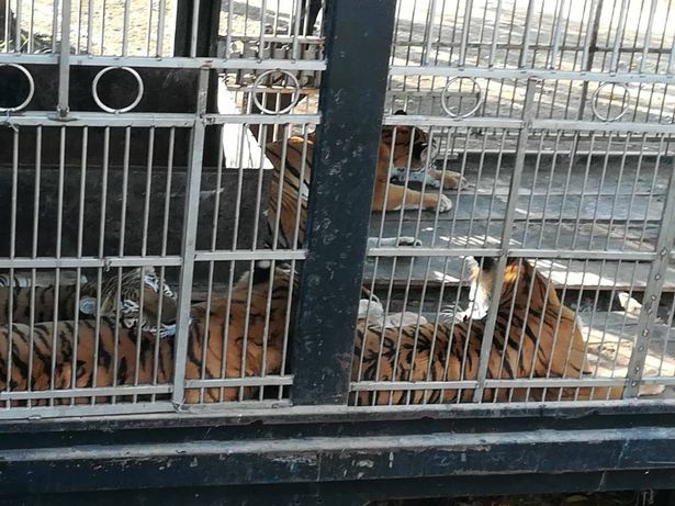 Thò tay vào chuồng hổ, rút được ra thì tay không còn