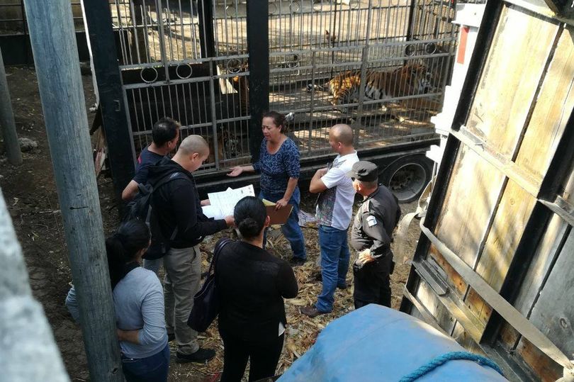 Thò tay vào chuồng hổ, rút được ra thì tay không còn