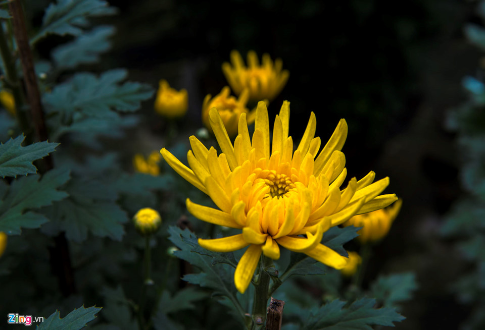 Cúc vàng được mùa, người trồng xứ Huế tất bật đưa hoa về chợ Tết