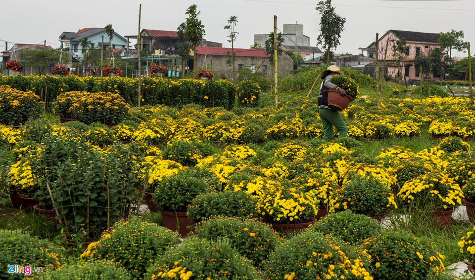 Cúc vàng được mùa, người trồng xứ Huế tất bật đưa hoa về chợ Tết