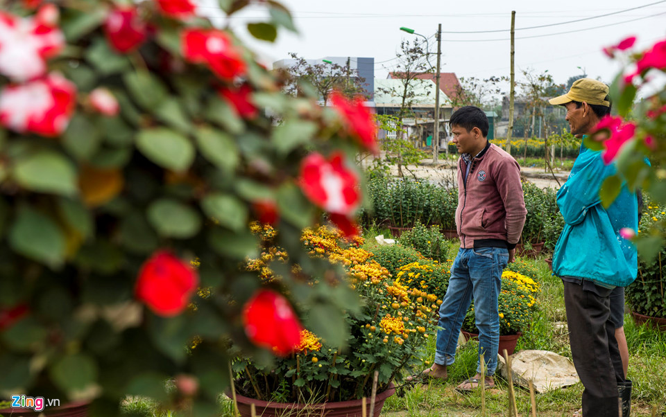 Cúc vàng được mùa, người trồng xứ Huế tất bật đưa hoa về chợ Tết