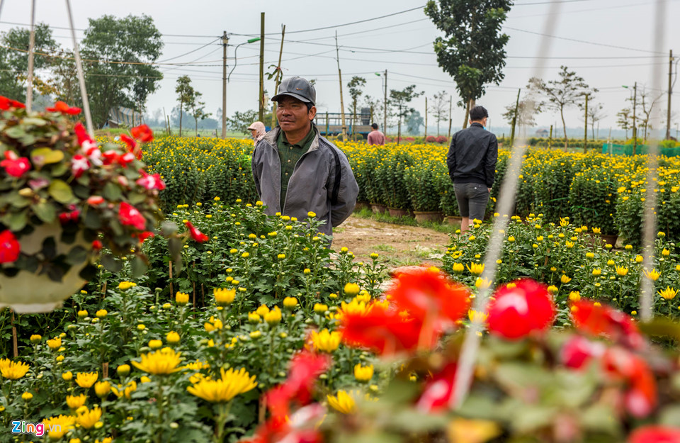 Cúc vàng được mùa, người trồng xứ Huế tất bật đưa hoa về chợ Tết