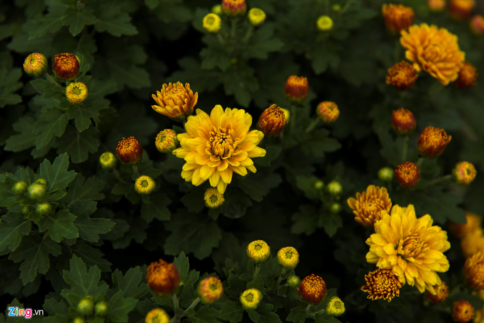 Cúc vàng được mùa, người trồng xứ Huế tất bật đưa hoa về chợ Tết