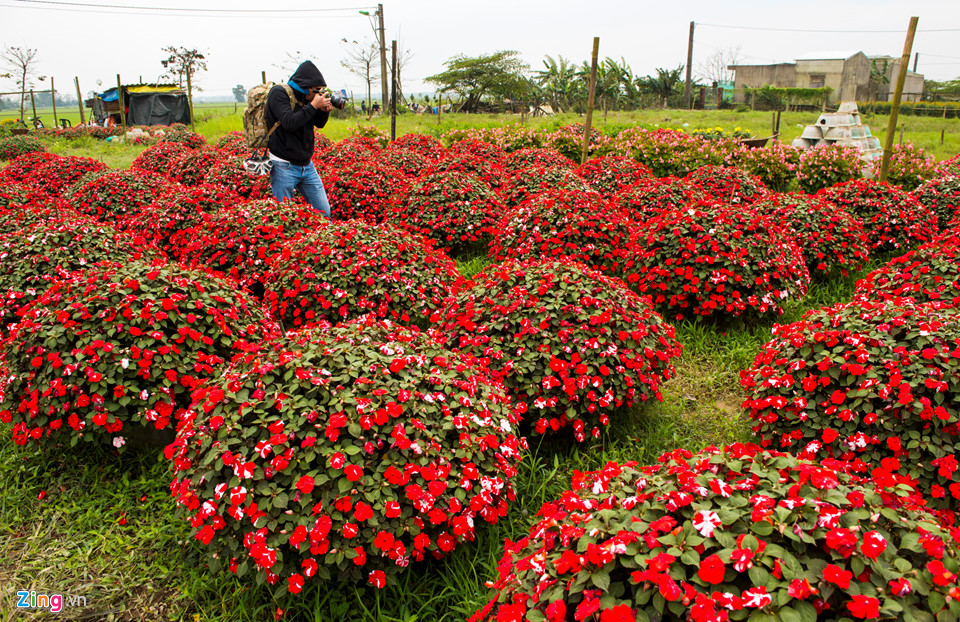 Cúc vàng được mùa, người trồng xứ Huế tất bật đưa hoa về chợ Tết
