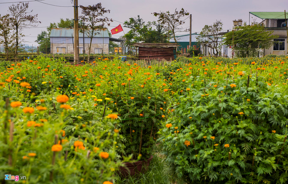 Cúc vàng được mùa, người trồng xứ Huế tất bật đưa hoa về chợ Tết