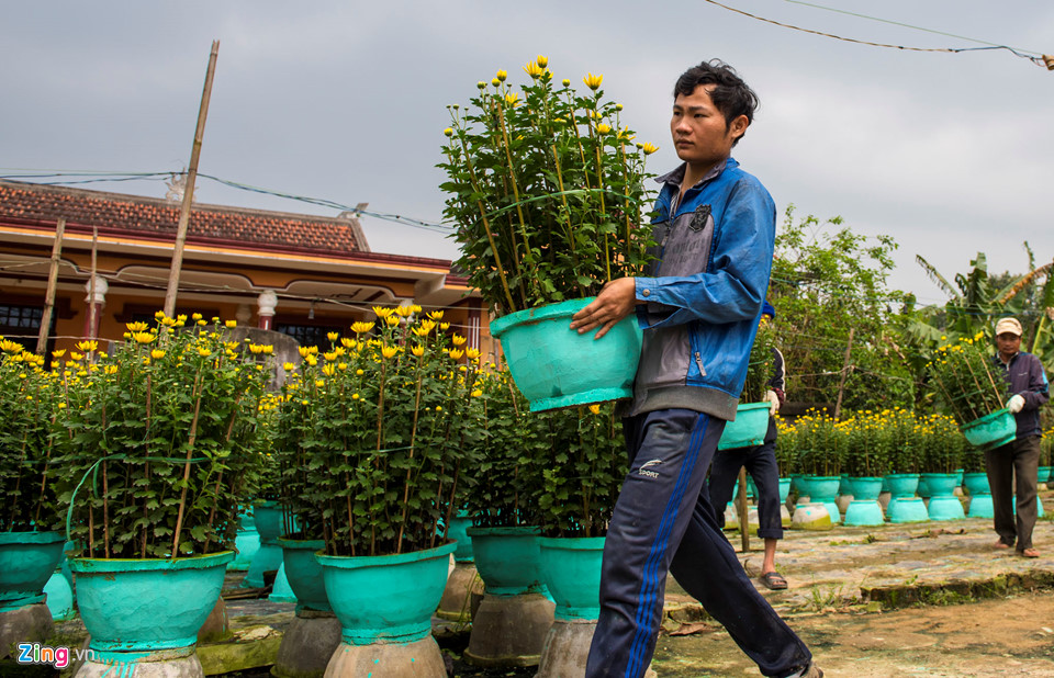 Cúc vàng được mùa, người trồng xứ Huế tất bật đưa hoa về chợ Tết