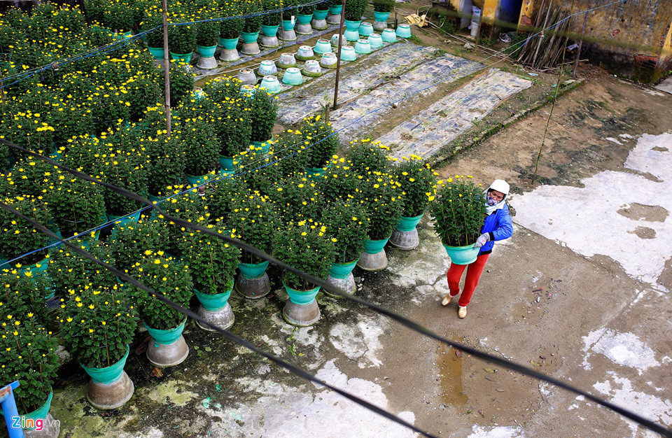 Cúc vàng được mùa, người trồng xứ Huế tất bật đưa hoa về chợ Tết