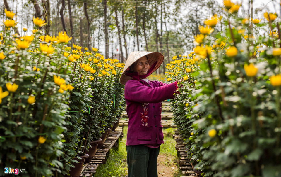 Cúc vàng được mùa, người trồng xứ Huế tất bật đưa hoa về chợ Tết