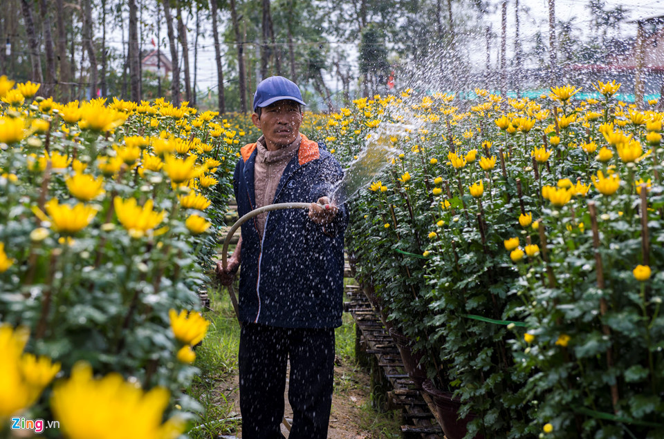 Cúc vàng được mùa, người trồng xứ Huế tất bật đưa hoa về chợ Tết