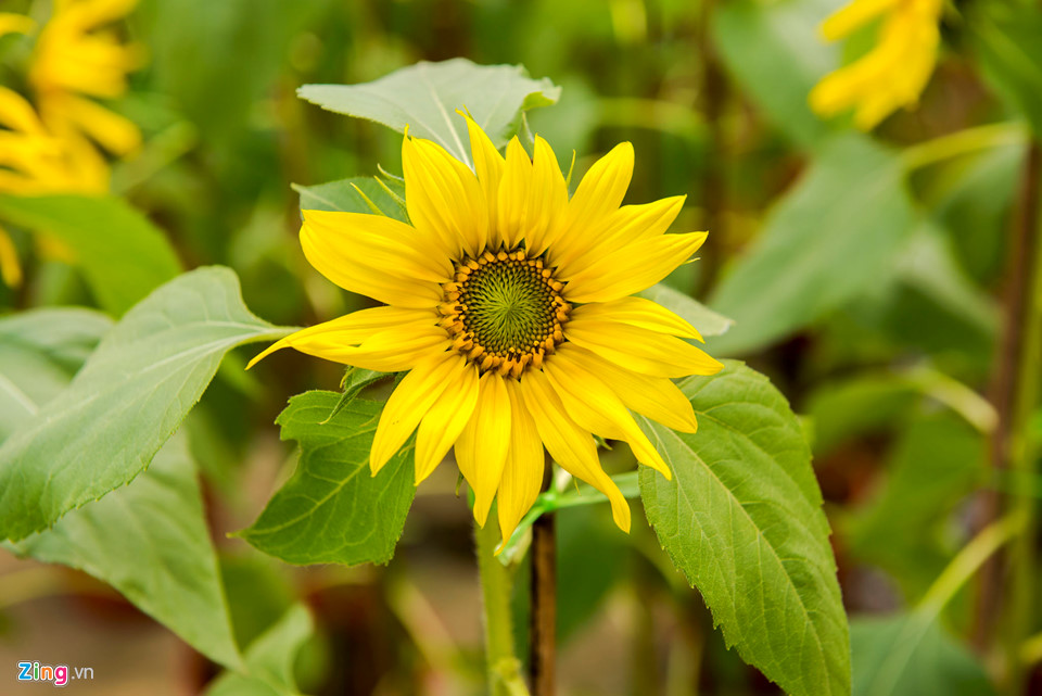 Cúc vàng được mùa, người trồng xứ Huế tất bật đưa hoa về chợ Tết