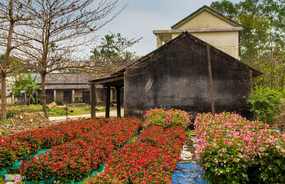 Cúc vàng được mùa, người trồng xứ Huế tất bật đưa hoa về chợ Tết