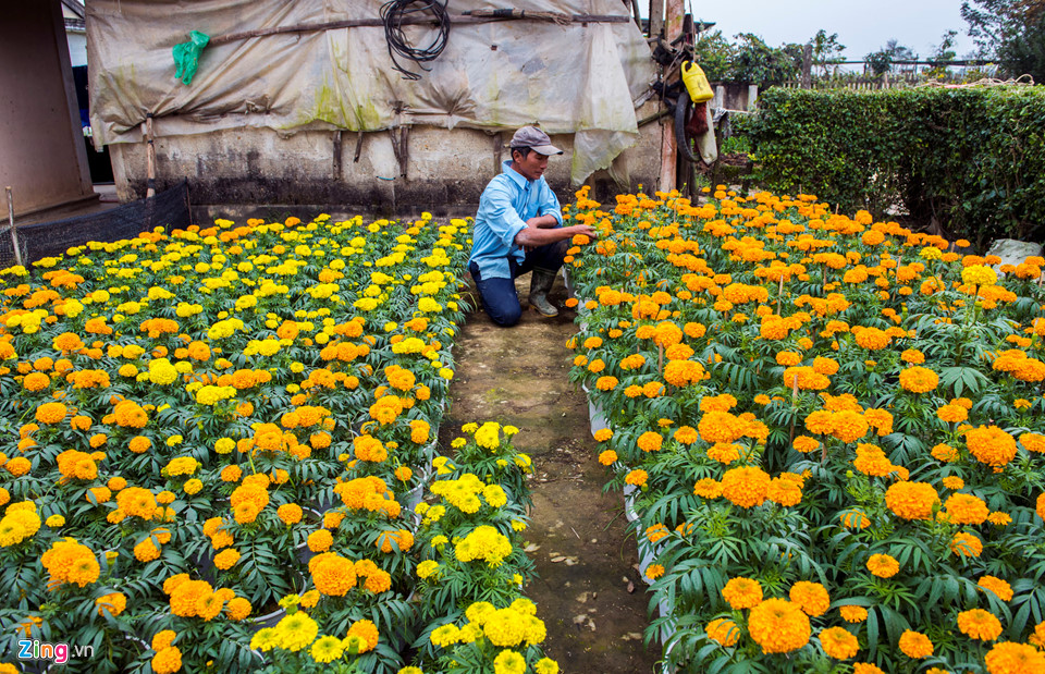 Cúc vàng được mùa, người trồng xứ Huế tất bật đưa hoa về chợ Tết
