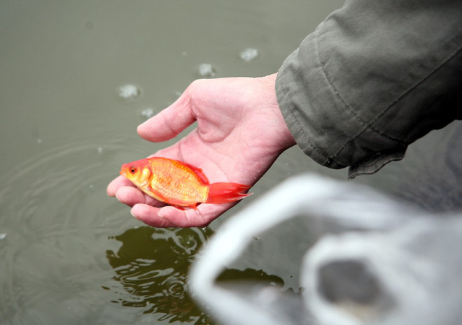 Hà Nội: Sợ đông đúc nhiều gia đình tiễn Táo Quân về trời sớm