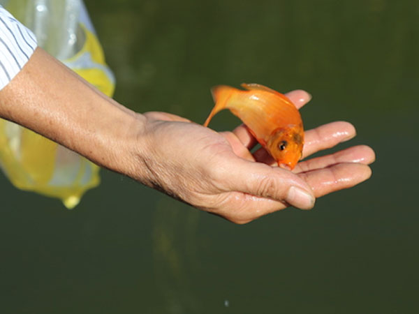 Nên thả cá chép thật hay cá chép giấy để tiễn ông Công ông Táo