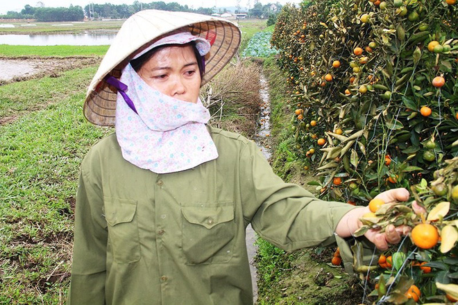 Kẻ hủy hoại 400 gốc quất cảnh lãnh án 30 tháng tù Kẻ hủy hoại 400 gốc quất cảnh lãnh án 30 tháng tù