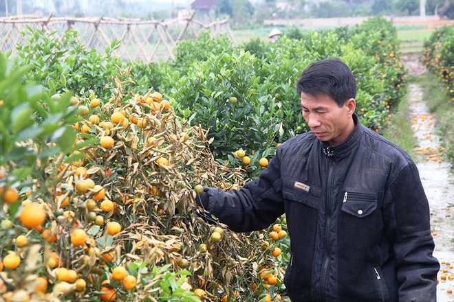 Kẻ hủy hoại 400 gốc quất cảnh lãnh án 30 tháng tù