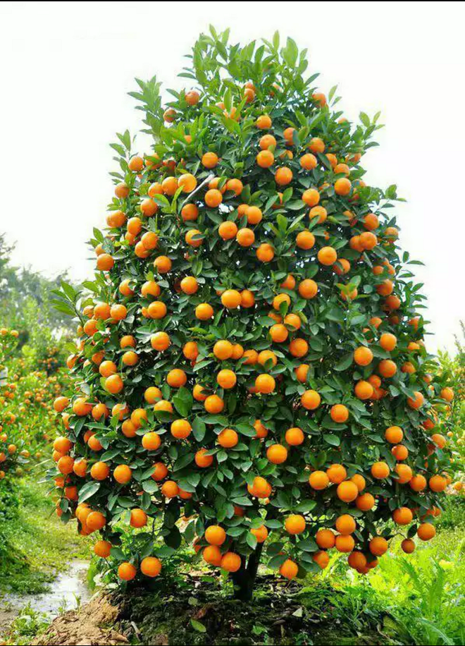 Cứ dịp Tết đến mọi người lại đi mua 10 loại hoa này để trang trí nhà cầu may Cứ dịp Tết đến mọi người lại đi mua 10 loại hoa này để trang trí nhà cầu may