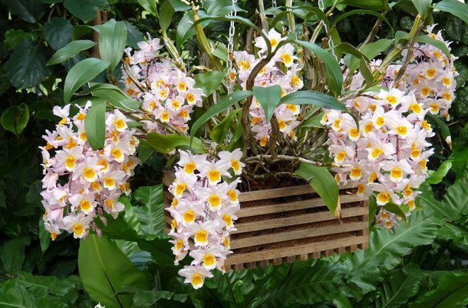 Cứ dịp Tết đến mọi người lại đi mua 10 loại hoa này để trang trí nhà cầu may Cứ dịp Tết đến mọi người lại đi mua 10 loại hoa này để trang trí nhà cầu may