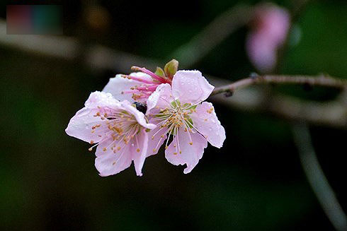 Vì sao nhiều người Việt sợ Tết nguyên đán?