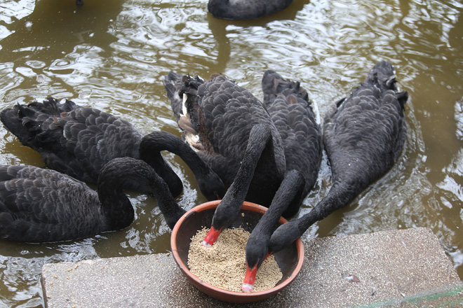 Ông Dương Trung Quốc: Thả thiên nga dễ biến Hồ Gươm thành hồ thiên nga