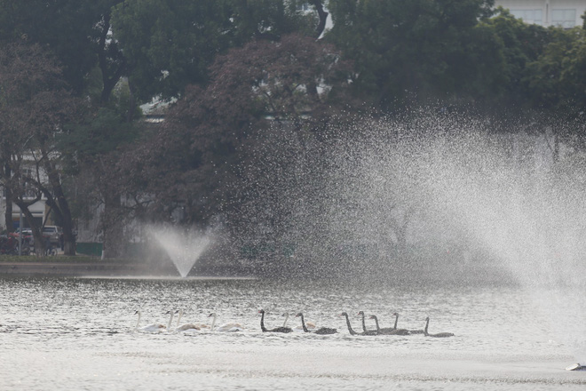 Người tặng thiên nga thả ở Hồ Gươm: Tôi rất buồn và có lẽ đầu hàng dư luận thôi