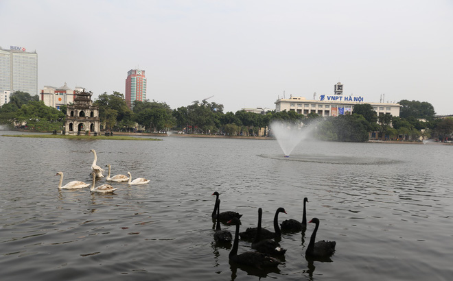 Người tặng thiên nga thả ở Hồ Gươm: Tôi rất buồn và có lẽ đầu hàng dư luận thôi