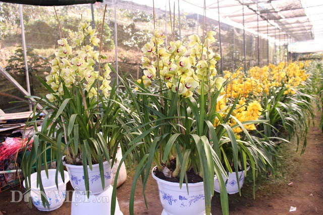 Trồng địa lan bán Tết ở Đà Lạt: Kẻ cười, người khóc