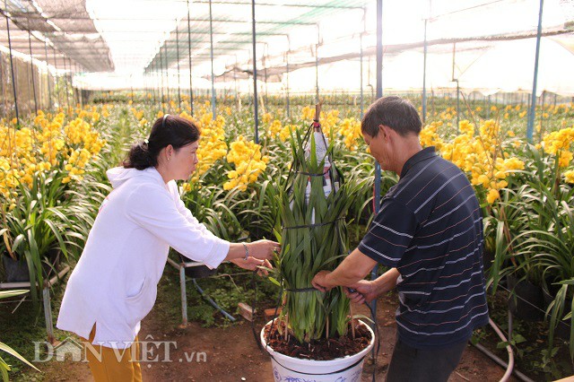 Trồng địa lan bán Tết ở Đà Lạt: Kẻ cười, người khóc