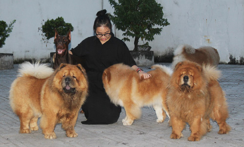 Hotgirl sở hữu trại chó quý tộc lớn nhất Việt Nam