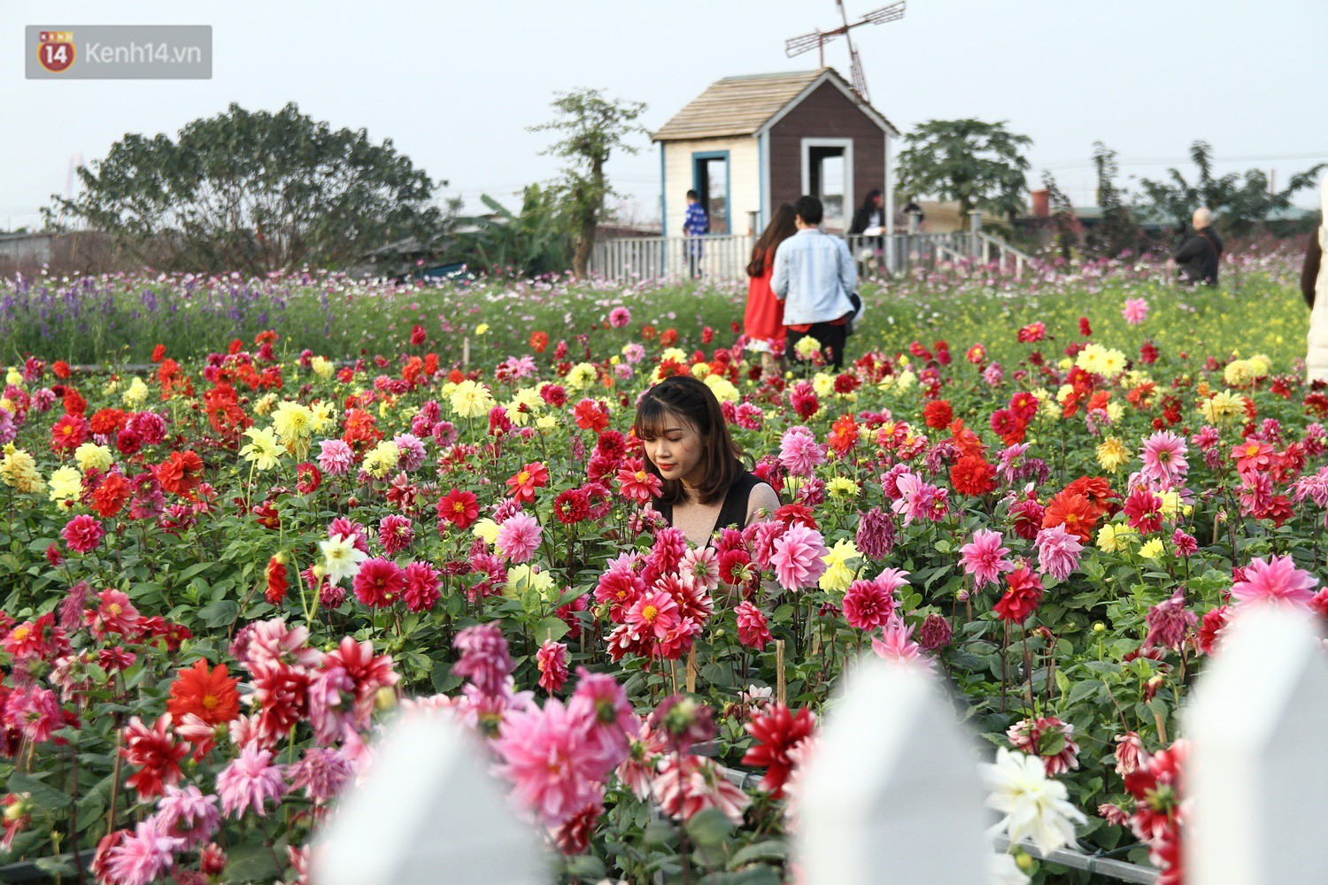 Chùm ảnh: Làng đào Nhật Tân rộn ràng, tấp nập những ngày giáp Tết