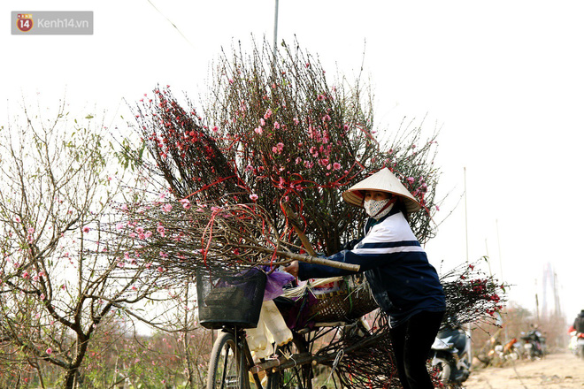 Chùm ảnh: Làng đào Nhật Tân rộn ràng, tấp nập những ngày giáp Tết Chùm ảnh: Làng đào Nhật Tân rộn ràng, tấp nập những ngày giáp Tết