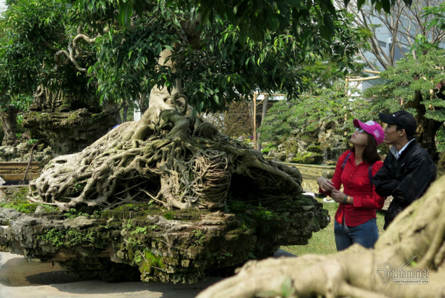 Cổ thụ giá 4 tỷ ở chợ hoa nhà giàu Sài Gòn ngày cận Tết