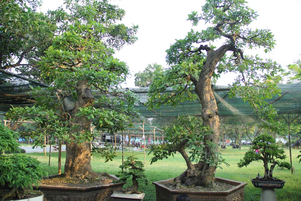 Cổ thụ giá 4 tỷ ở chợ hoa nhà giàu Sài Gòn ngày cận Tết